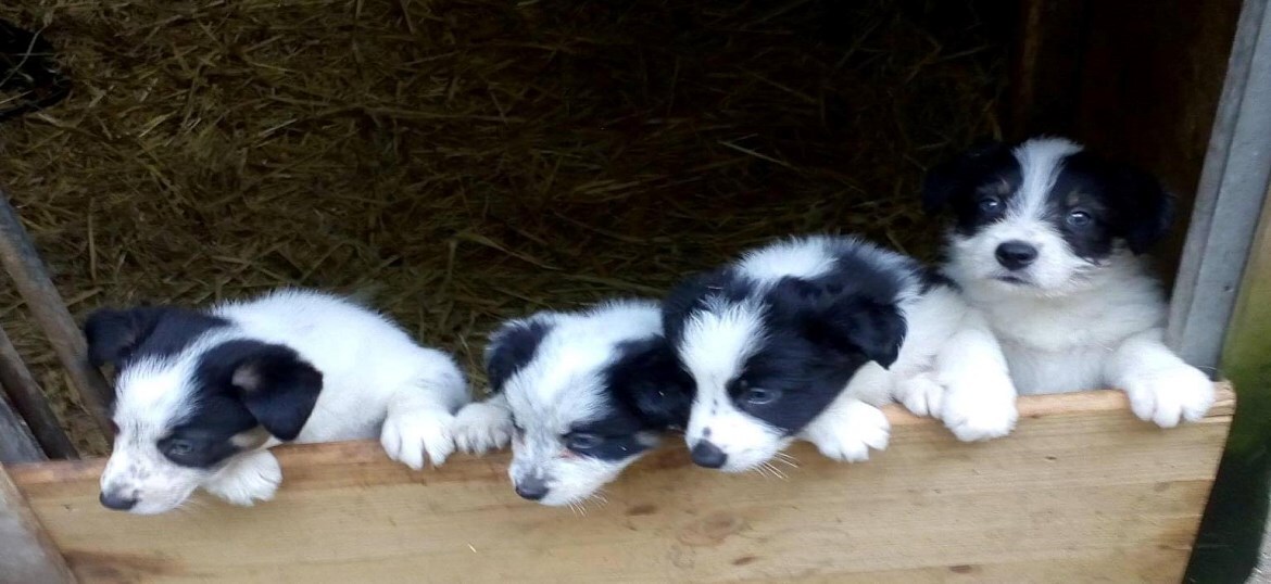 Protecting Preloved Border Collies